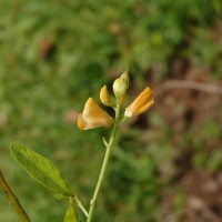 Codariocalyx motorius (Houtt.) H.Ohashi